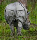 Wild Great one-horned rhinoceros stretching away. Royalty Free Stock Photo