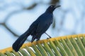 Great-tailed Grackle