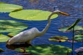 A Wild Great White Egret, (Ardea alba) Among Lotus Water Lilies in Texas. Royalty Free Stock Photo