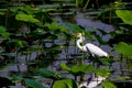 A Wild Great White Egret Hunting for Fish at Brazos Bend Royalty Free Stock Photo