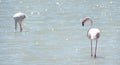 Wild Greater Flamingo in shallow water looking at camera in Mar Menor, Europe's biggest Salt water lagoon. Flamingos birds in