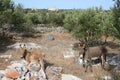 Wild greek donkeys