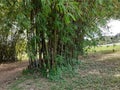 Wild green Bambou in the park