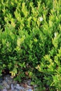 Wild green boxwood on the stony ground