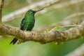 Sleeping hummingbird Royalty Free Stock Photo