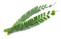 Wild green fern
