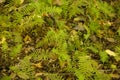 Wild Green Ferns Amongst Leaf Litter