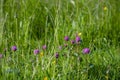 Wild green field with Trifolium blooms Royalty Free Stock Photo