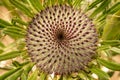 Wild Green Flower Cirsium Eriophorum Wooly Thistle