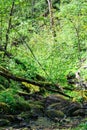 Wild, green forest with brook, rocks and fallen trees Royalty Free Stock Photo
