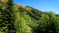 wild green forest in mountain ridge - hiking ground trailway - photo of nature