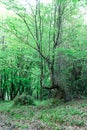 Wild green forest in the summer. Tall trees with moss and thick leaves, a log lies, wild earthen paths, a mysterious, calm and