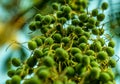 Wild green fruits similar to atoms flying or floating in the water