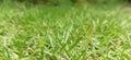 Wild green grass defocused background Royalty Free Stock Photo