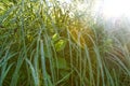 Wild green grass with dew drops