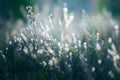 Wild green grass in a forest at sunset. Macro image. Beautiful summer nature background Royalty Free Stock Photo