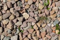 wild green grass grows through grey color of the crushed granite and limestone coarse gravel foreground closeup Royalty Free Stock Photo