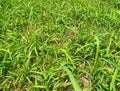 wild green grass material background Royalty Free Stock Photo