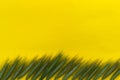 Wild green grass with spikelets in a row on the bottom of yellow background Royalty Free Stock Photo