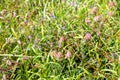 wild green grass on top of Sevan Peninsula closeup Royalty Free Stock Photo