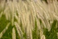 Wild green grass weed background