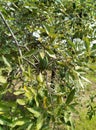 Wild green guavas, MT, Brazil