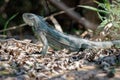 Wild green iguana close up in the nature habitat Royalty Free Stock Photo