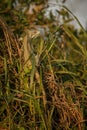 Wild green iguana close up in the nature habitat