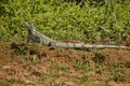 Wild green iguana close up in the nature habitat Royalty Free Stock Photo