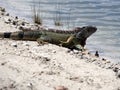 Wild Green Iguana Heading Into LAke Royalty Free Stock Photo