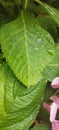 Wild Green Leaf Water Droplets Landscape Nature in Garden Photography Licensed Copyright Photo Royalty Free Stock Photo