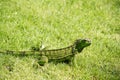 Wild green lizard or iguana Royalty Free Stock Photo