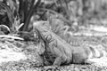 Wild green lizard or iguana Royalty Free Stock Photo