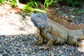 Wild green lizard or iguana Royalty Free Stock Photo