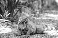 Wild green lizard or iguana Royalty Free Stock Photo