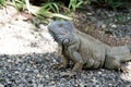 Wild green lizard or iguana Royalty Free Stock Photo