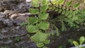 Wild green maidenhair fern grows at the wall Royalty Free Stock Photo
