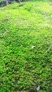a wild green moss plant that thrives Royalty Free Stock Photo