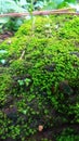 a wild green moss plant that thrives Royalty Free Stock Photo