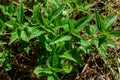 Wild green nettle growing in the field near village Royalty Free Stock Photo