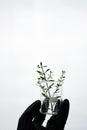 Wild green plant in clear cosmetic science beaker in hand with black glove on white background