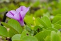 Green plant and flower grew on sandy beach