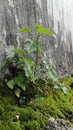 Wild green plant growing on mossy concrete wall Royalty Free Stock Photo