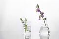 Green plant and purple flower flask and beaker in biotechnology cosmetic science white laboratory background Royalty Free Stock Photo