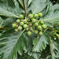 Wild green rowan with serrated leaves. Green berries on a bush. Plants for the garden