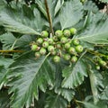 Wild green rowan with serrated leaves. Green berries on a bush. Plants for the garden