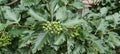 Wild green rowan with serrated leaves. Green berries on a bush. Plants for the garden