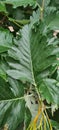 Wild green rowan with serrated leaves. Green berries on a bush. Plants for the garden