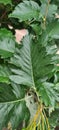 Wild green rowan with serrated leaves. Green berries on a bush. Plants for the garden