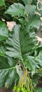 Wild green rowan with serrated leaves. Green berries on a bush. Plants for the garden